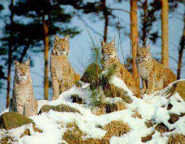 Cool Lynx